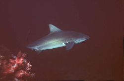 bull shark-8-175.JPG